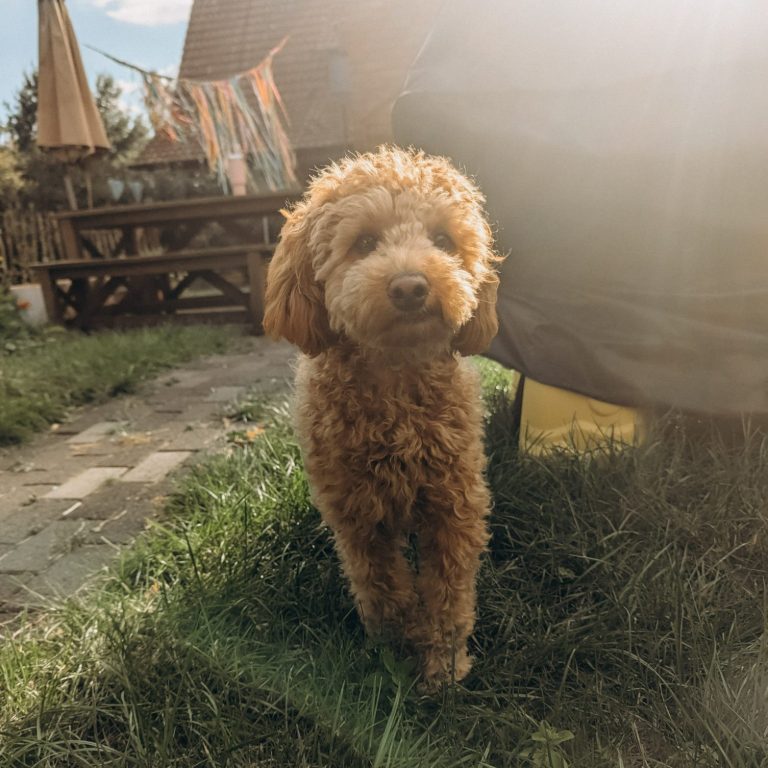 Hund Mogli von Seelennapf